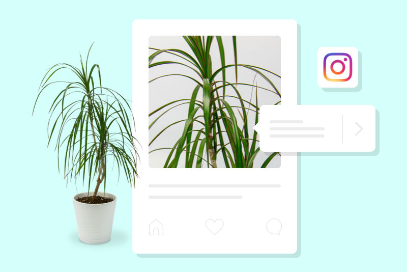 An illustration of a plant being sold inline through instagram